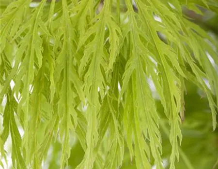 Acer palmatum 'Dissectum'