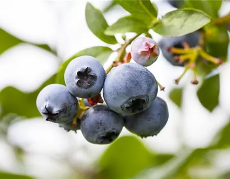 Vaccinium corymb. 'Brigitta'