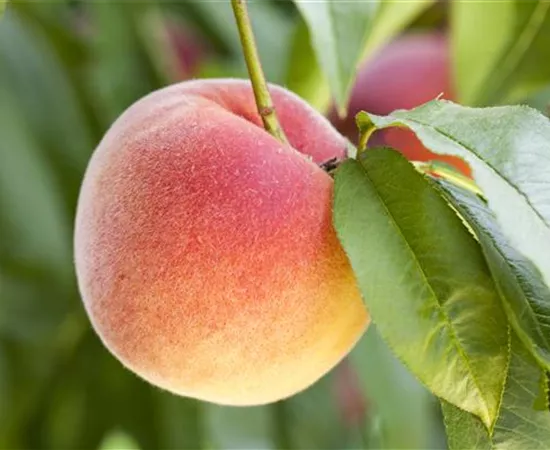Leckere Snacks im Sommer – Pfirsich aus dem eigenen Garten