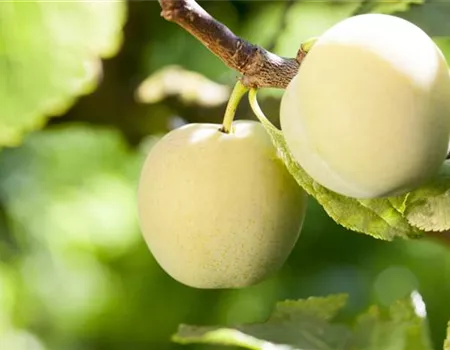 Prunus ital.'Große Grüne Reneklode'