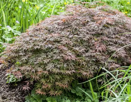 Acer palmatum 'Dissectum Garnet'