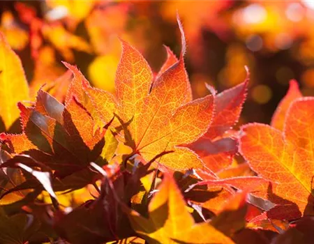 Acer palmatum 'Fireglow'