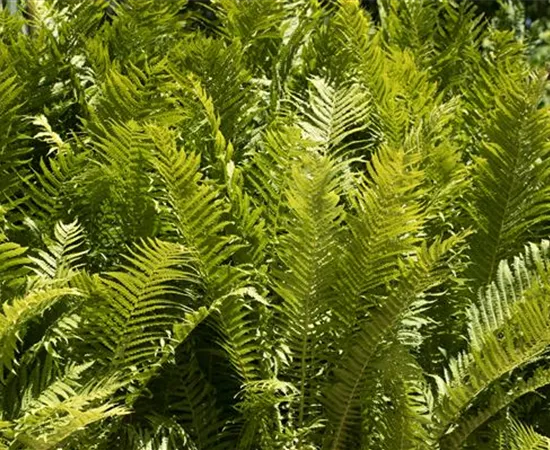 Farne im Garten als grüne Highlights im Schatten