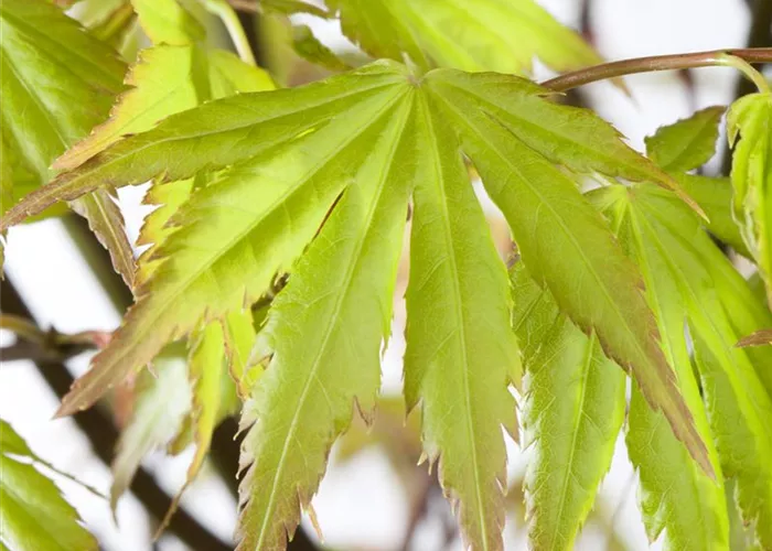 Acer palmatum 'Orange Dream'