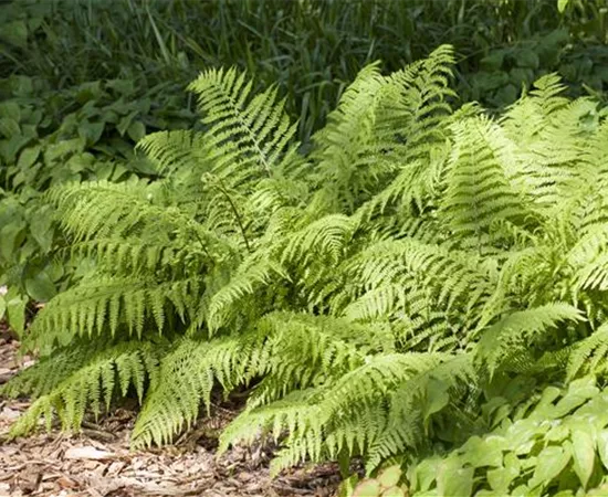 Farne pflanzen und sattes Grün in den Schatten bringen