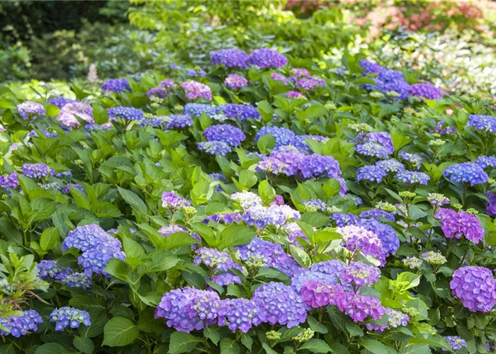 Hydrangea macrophylla i.S.