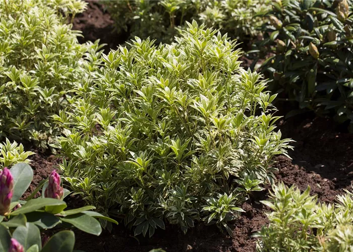 Pieris japonica 'Variegata'