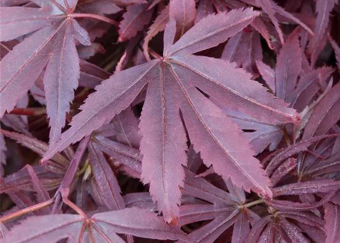 Acer palmatum 'Shaina'