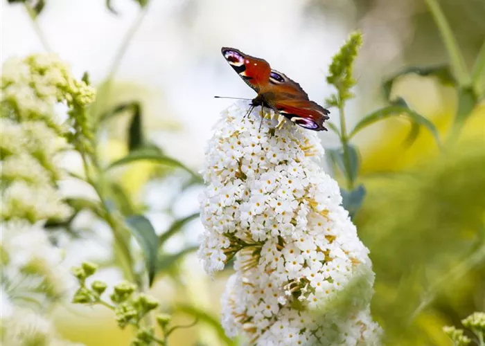 Buddleja davidii 'Peace'