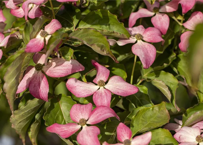 Cornus kousa 'Scarlet Fire' -R-