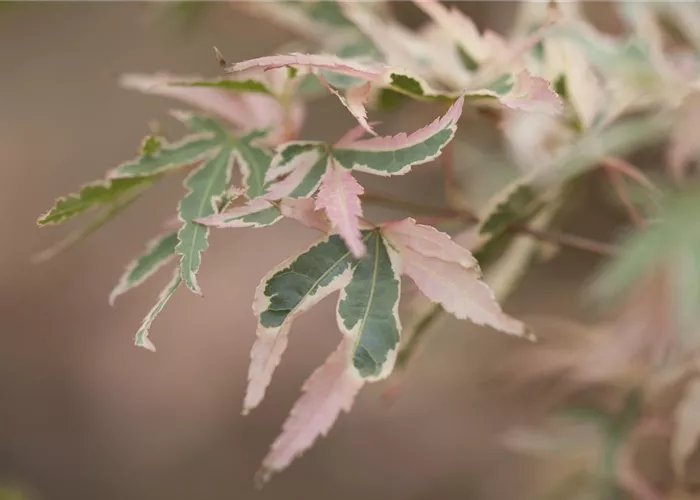 Acer palmatum 'Taylor'
