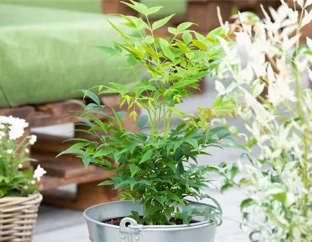 Nandina dom. 'Magical Lemon and Lime'