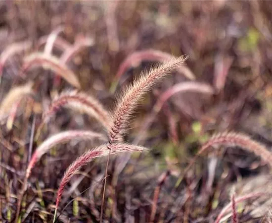 Gartengestaltung mit Gräsern – Jetzt wird’s bunt!