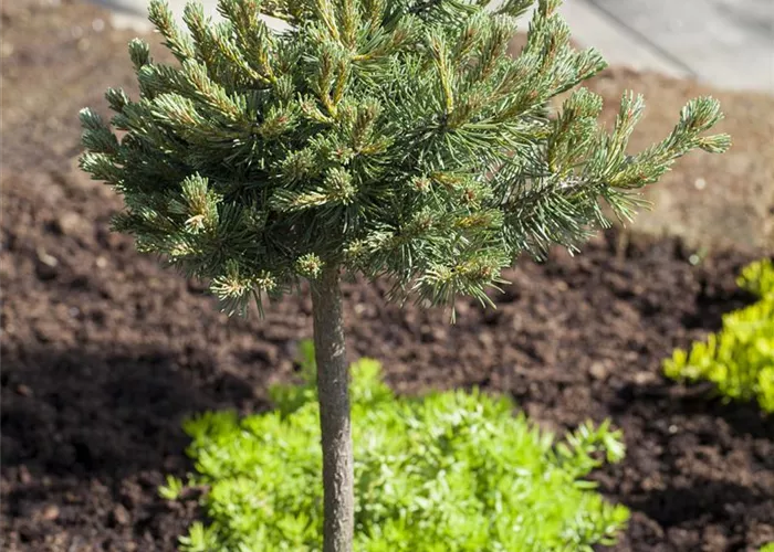 Pinus mugo 'Mini Mops'