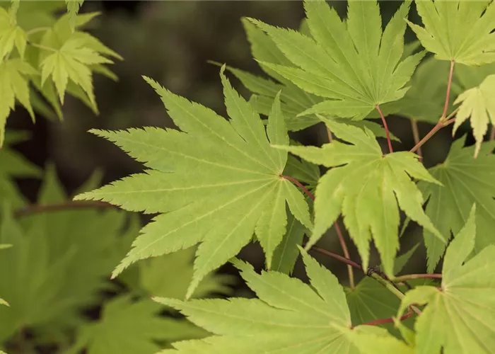 Acer shirasawanum 'Jordan'