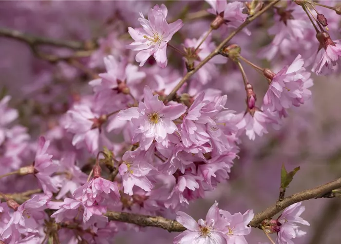 Prunus subhirtella 'Fukubana'
