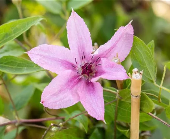 Kletterpflanzen zurückschneiden, damit nichts überwuchert