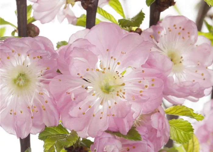 Prunus triloba
