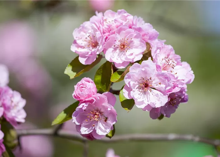 Malus 'Brandy Magic'