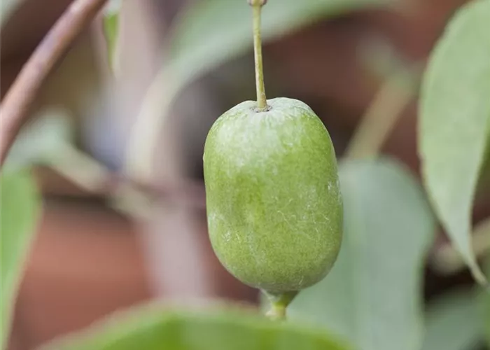 Actinidia arguta 'Issai'