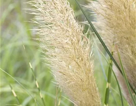 Cortaderia selloana 'Pumila'