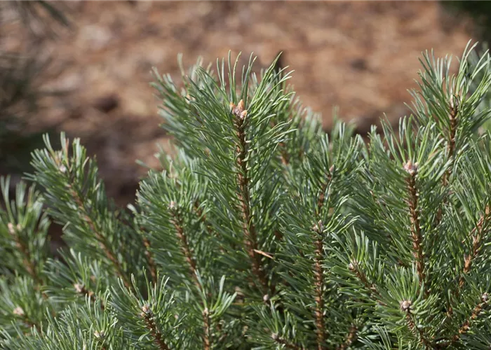 Pinus sylvestris