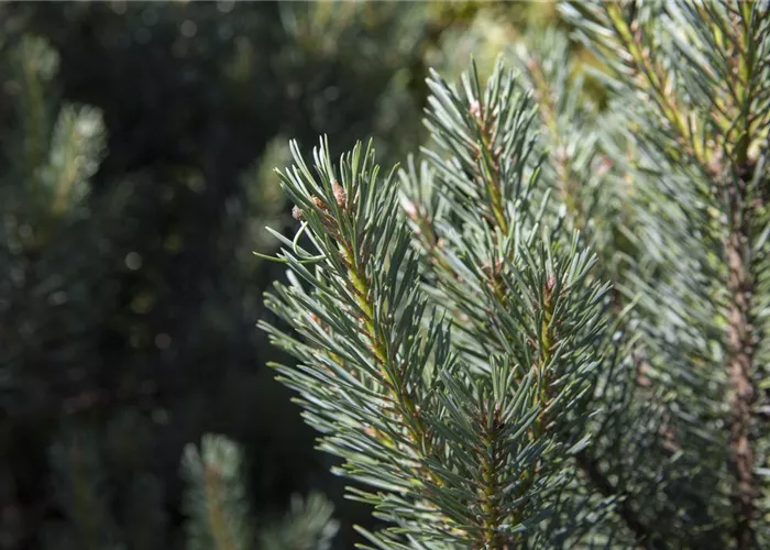 Pinus sylvestris 'Watereri'