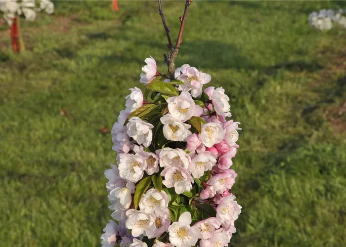 Malus 'Van Eseltine'