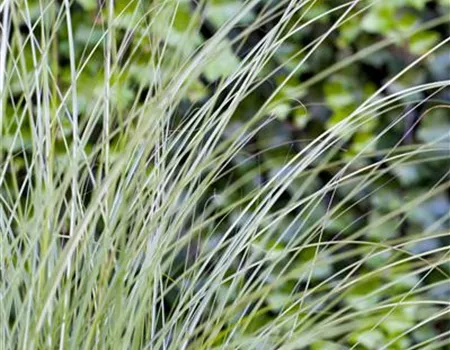 Miscanthus sinensis 'Gracillimus'