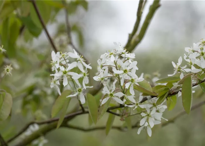 Amelanchier laevis