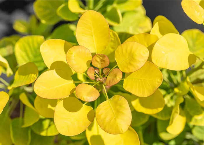 Cotinus coggygria 'Golden Lady'