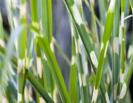 Miscanthus sinensis 'Strictus'