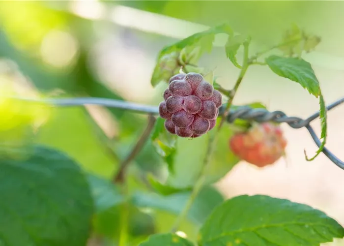 Rubus id.'Glen Coe'
