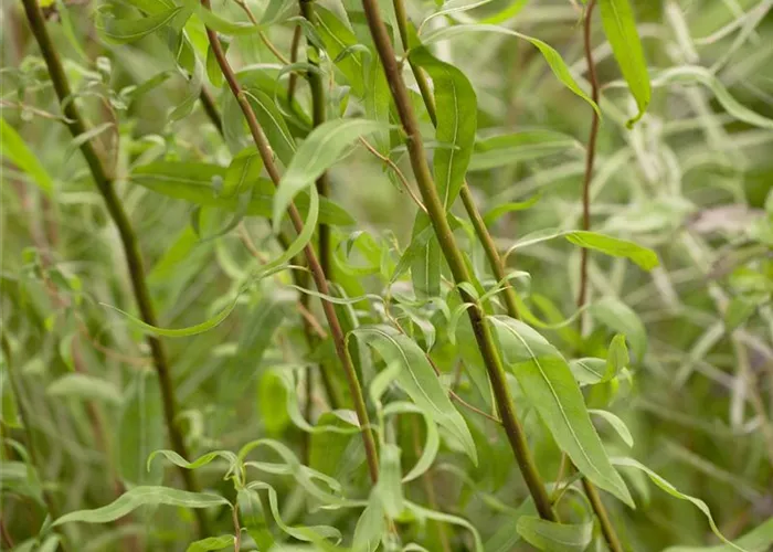 Salix matsudana 'Tortuosa'