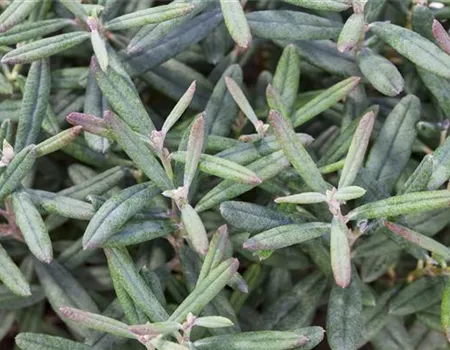 Andromeda polifolia 'Blue Ice'