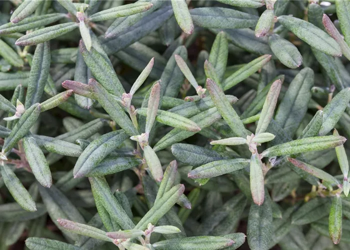 Andromeda polifolia 'Blue Ice'