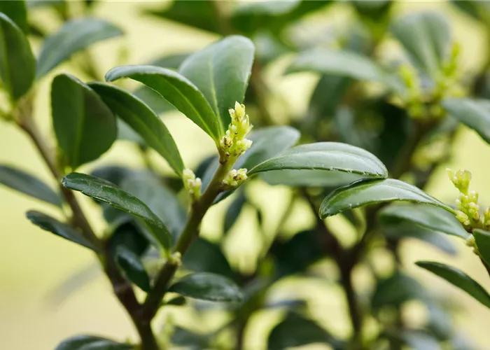 Ilex crenata 'Dark Green' -R-