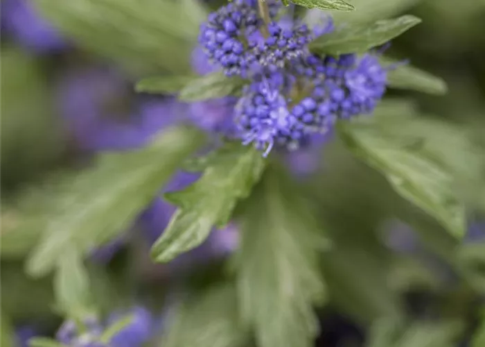 Caryopteris clandonensis 'Kew Blue'