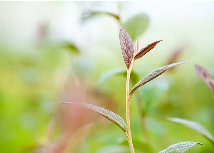 Cotoneaster bullatus