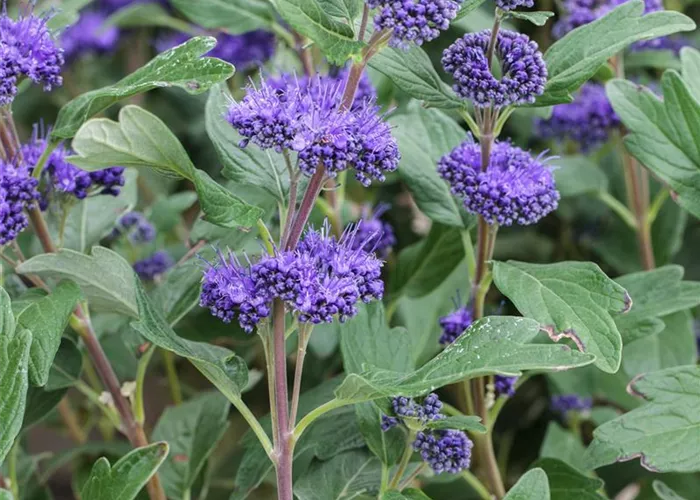 Caryopteris clandonensis 'Grand Bleu' -R-