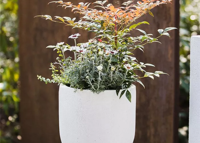 Nandina domestica 'Obsessed'