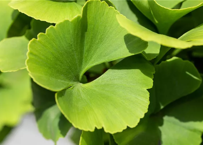Ginkgo biloba 'Fastigiata Blagon'