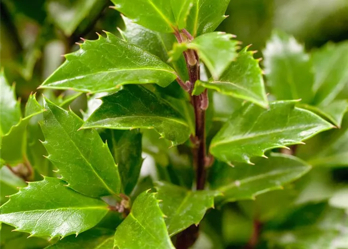 Ilex meserveae 'Heckenpracht' -R-