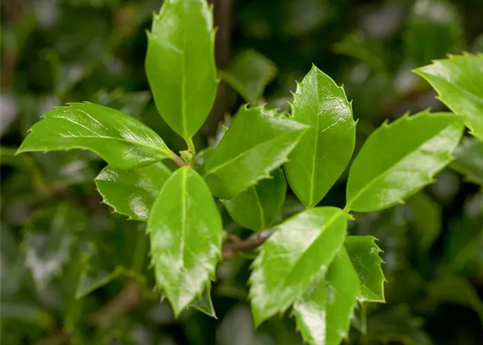 Ilex meserveae 'Heckenstar' -R-