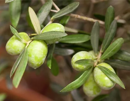 Olea europaea