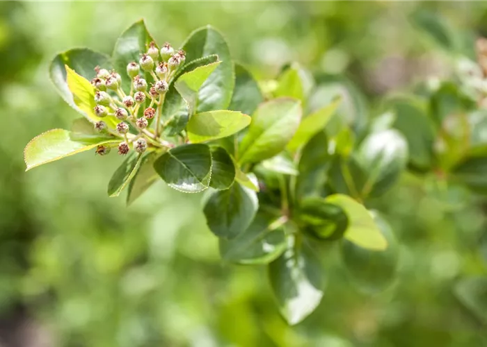 Aronia melanocarpa 'Viking'