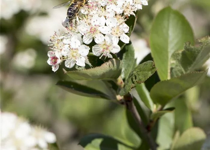 Aronia prunifolia 'Nero'