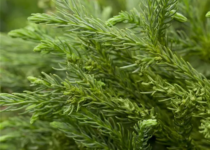 Cryptomeria japonica 'Little Champion'