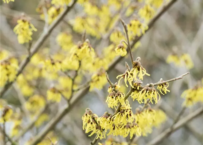 Hamamelis interm.'Arnold Promise'
