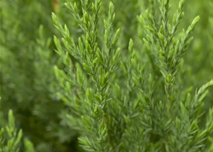 Juniperus chin.'Stricta'